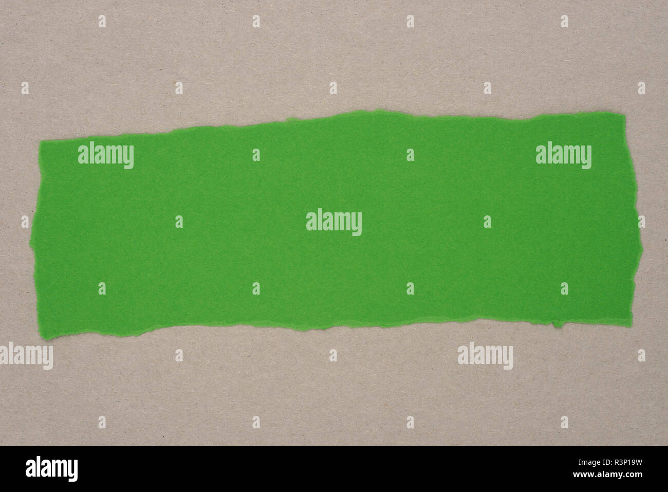 Couleur vert feuille de papier déchiré sur la texture de fond gris Banque D'Images
