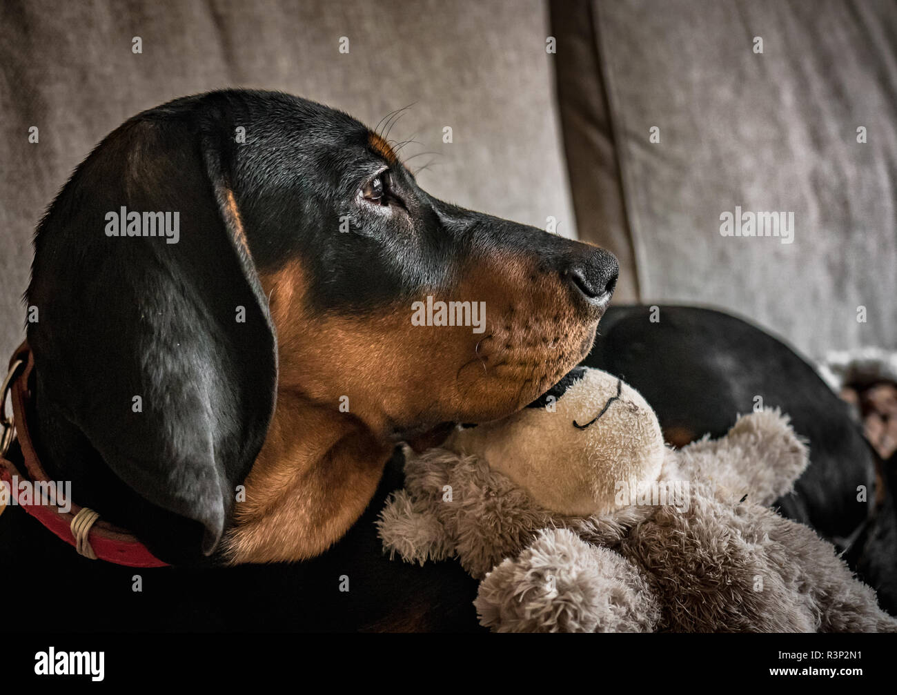 Adorable chiot avec nounours. Cute amis. Chien de chasse polonaise. Banque D'Images