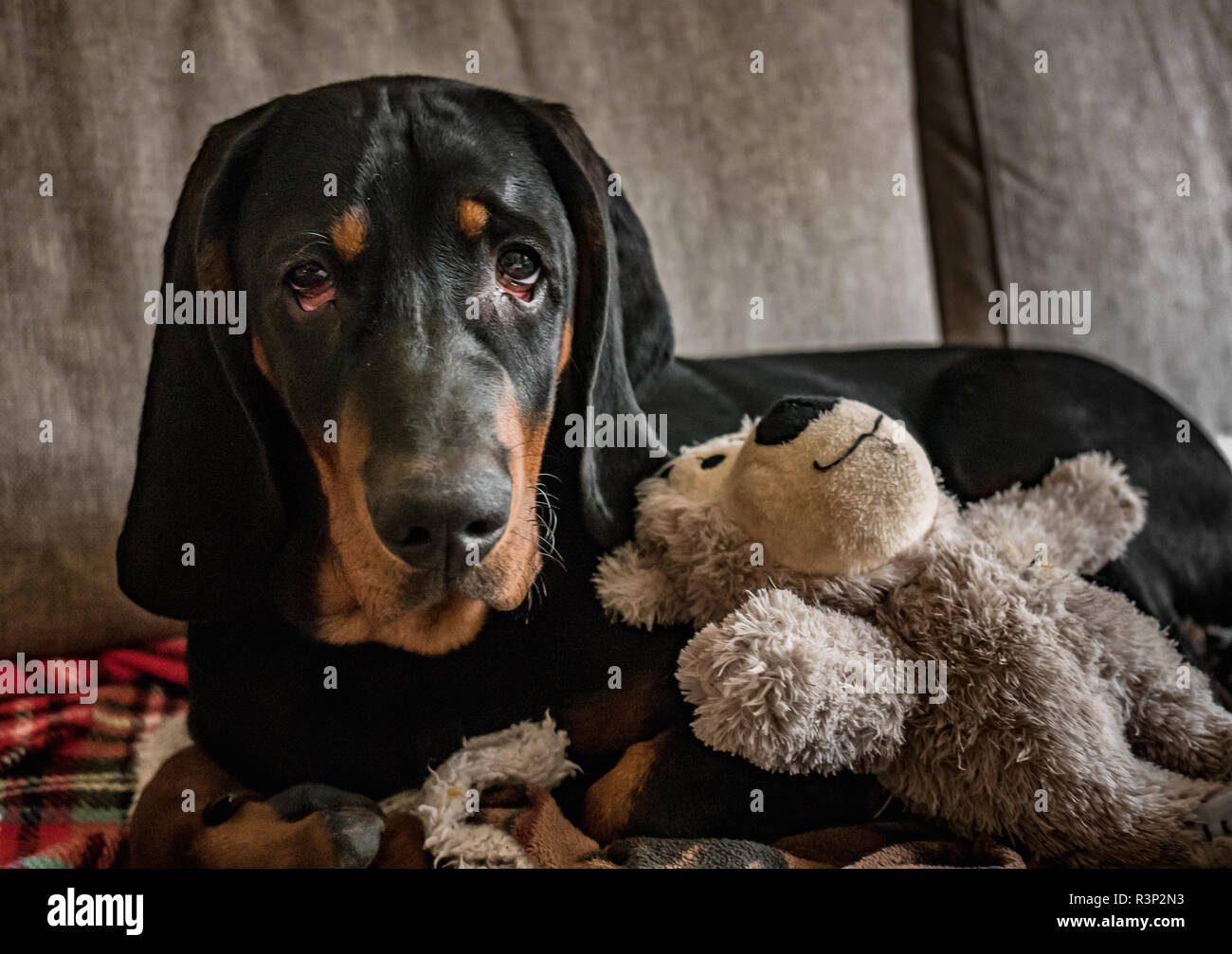 Adorable chiot avec nounours. Cute amis. Chien de chasse polonaise. Banque D'Images