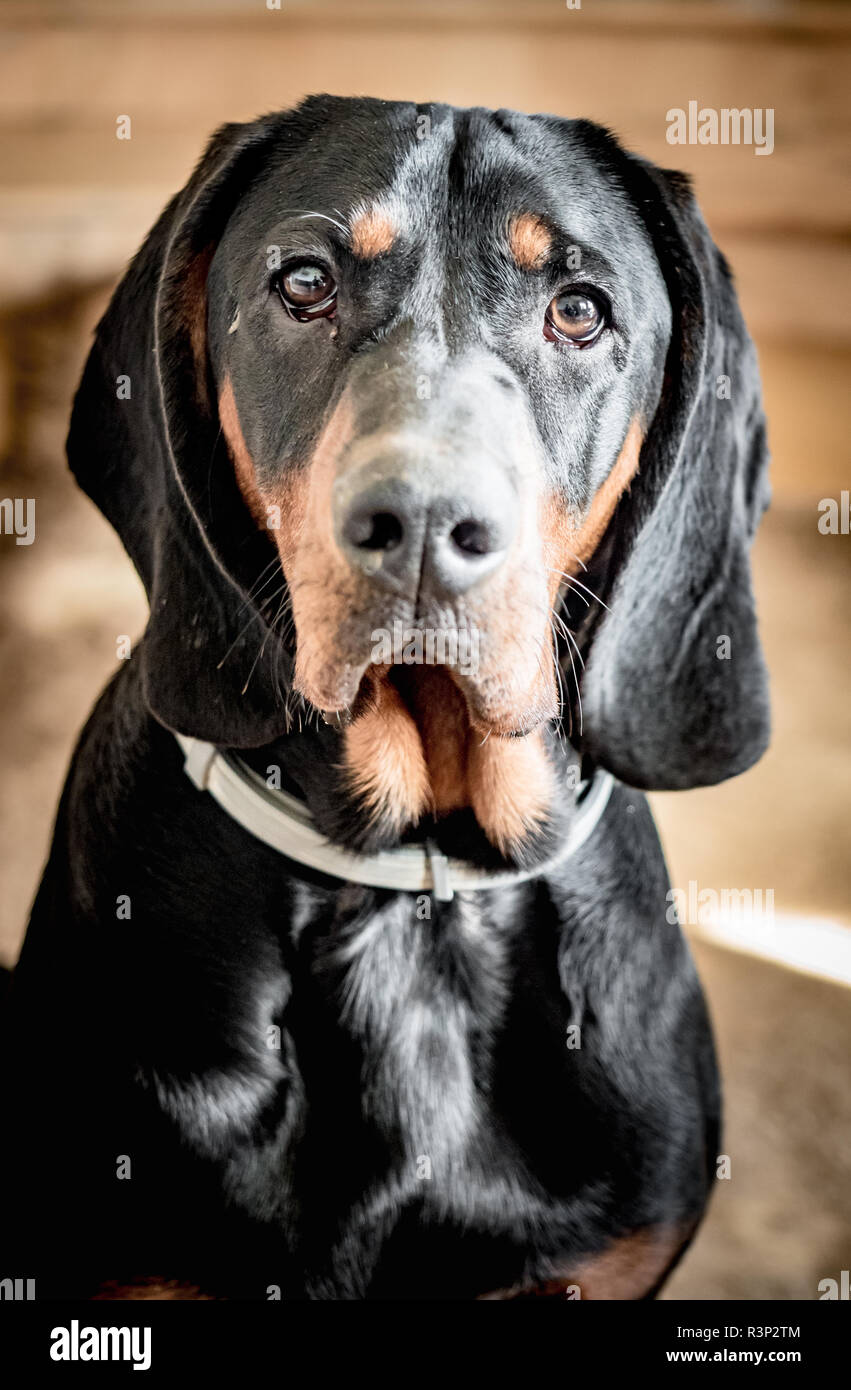 Chien de chasse polonaise noire typique. Portrait d'un chien chien courant polonais, une race de chien courant originaires de Pologne. Banque D'Images