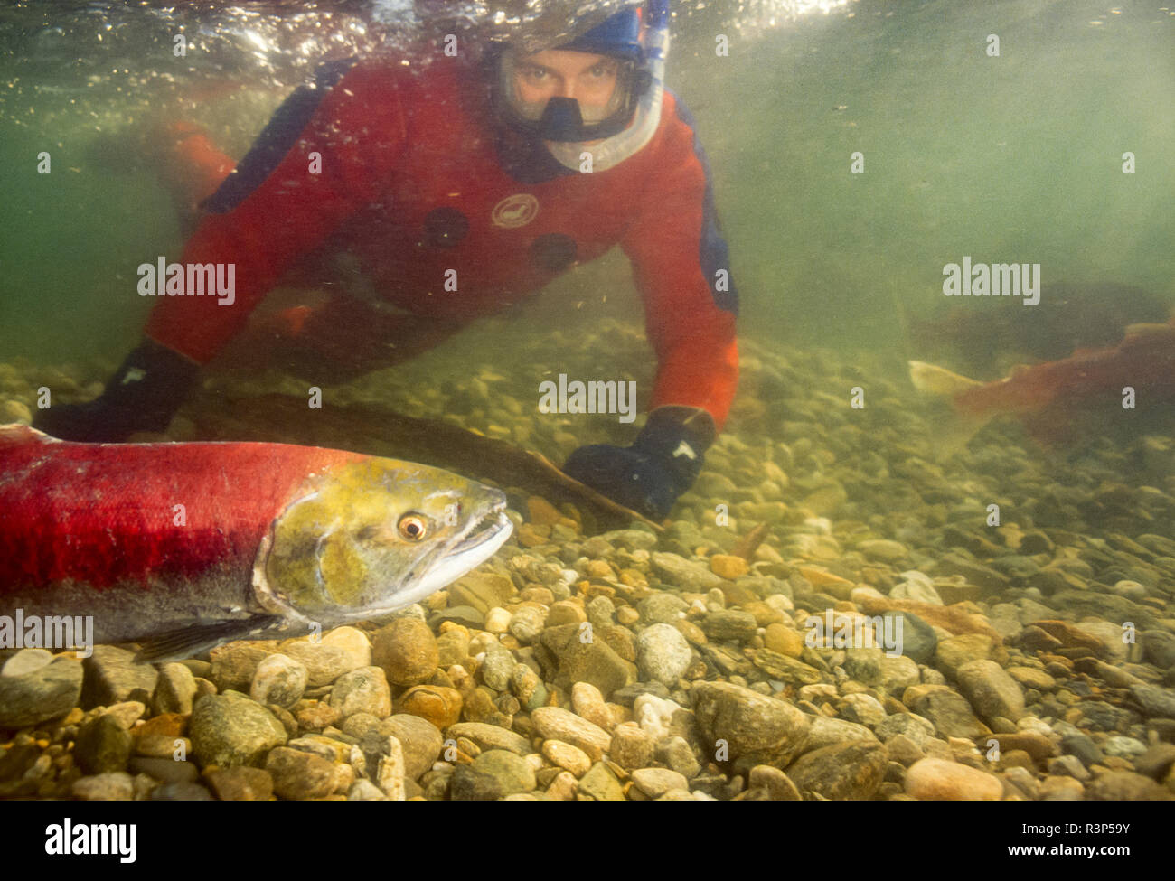 Disparition de frai du saumon sockeye (Oncorhynchus nerka), de la rivière Adams, Colombie-Britannique Banque D'Images