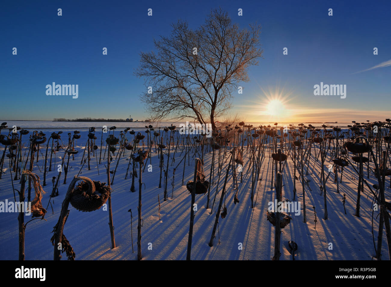 Canada, Manitoba, Anola. Tournesols morts au lever du soleil en hiver. Banque D'Images