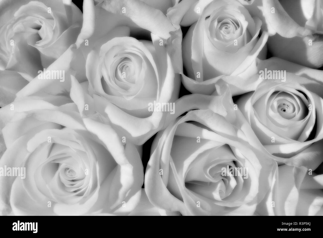 Canada, Manitoba, Winnipeg. Noir et blanc de roses blanches. Banque D'Images