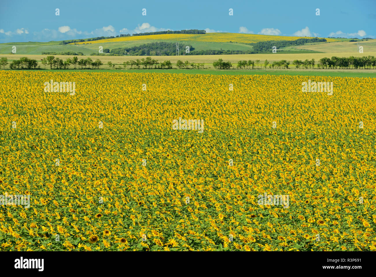 Le Canada, le Manitoba, la Hollande. La récolte de tournesol. Banque D'Images