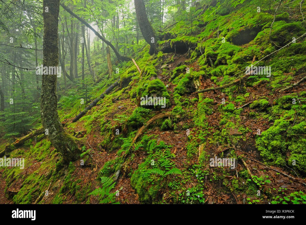 Canada, Nouveau-Brunswick. À l'intérieur de la forêt du parc national Fundy. Banque D'Images Canada, Nouveau-Brunswick. À l'intérieur de la forêt du parc national Fundy. Banque D'Images