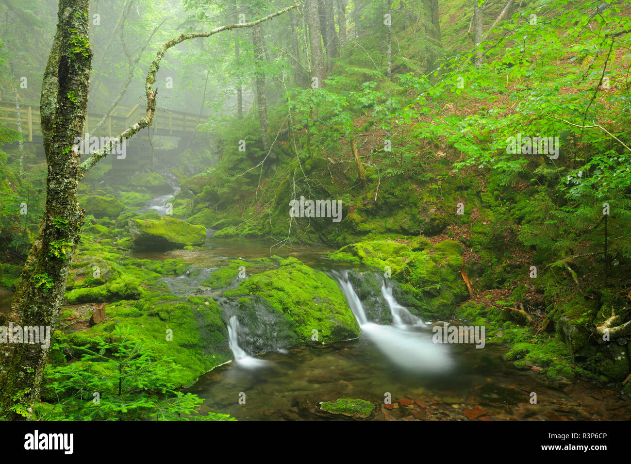 Canada, Nouveau-Brunswick, le parc national Fundy. Pont au-dessus du ruisseau Dickson. Banque D'Images Canada, Nouveau-Brunswick, le parc national Fundy. Pont au-dessus du ruisseau Dickson. Banque D'Images