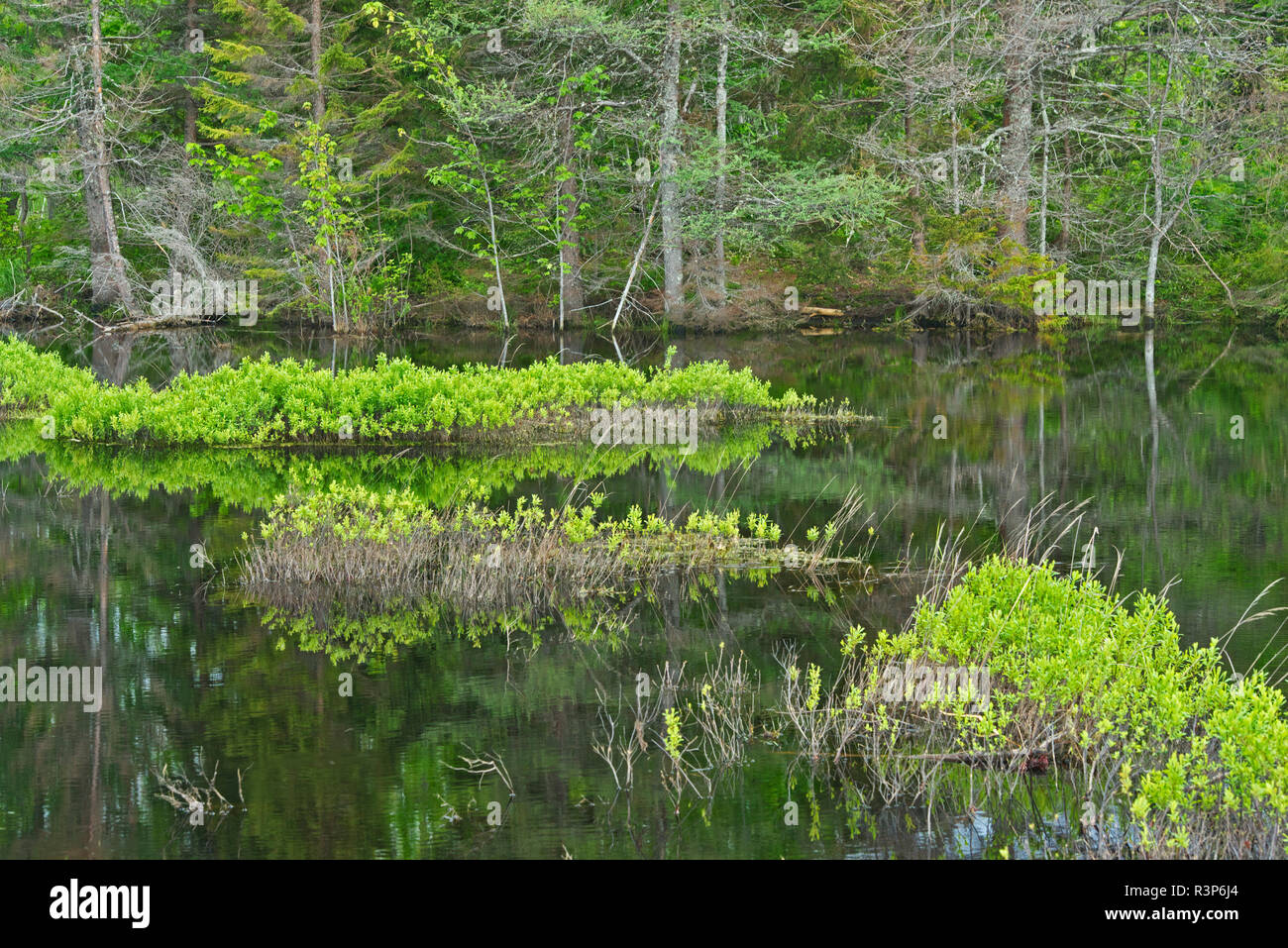 Canada, Nouveau-Brunswick, parc national Kouchibouguac. Arbres en milieu humide. Banque D'Images Canada, Nouveau-Brunswick, parc national Kouchibouguac. Arbres en milieu humide. Banque D'Images