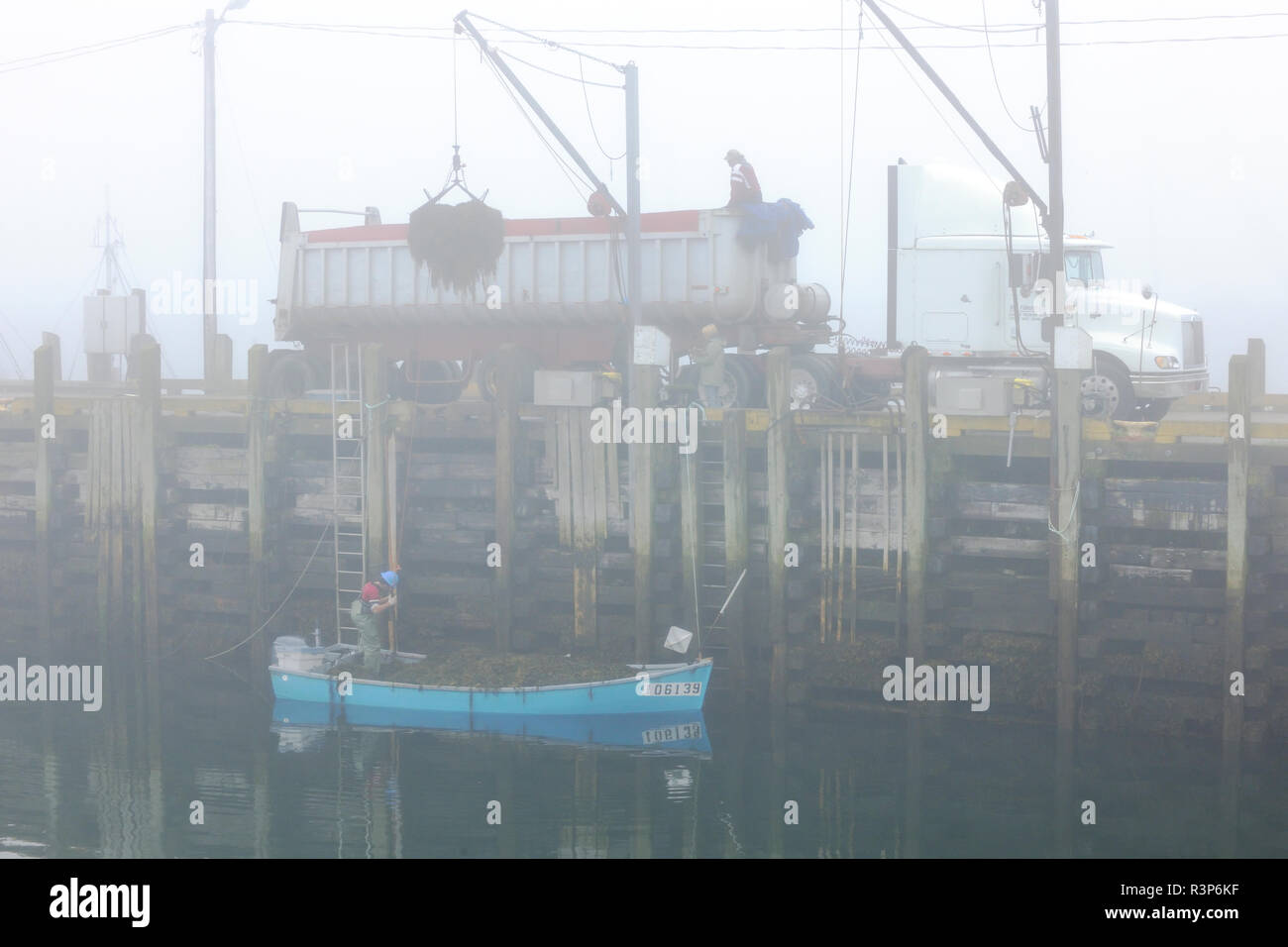 Le Canada, le Nouveau-Brunswick, l'île Grand Manan. Les hommes la récolte d'algues dans le brouillard. Banque D'Images Le Canada, le Nouveau-Brunswick, l'île Grand Manan. Les hommes la récolte d'algues dans le brouillard. Banque D'Images