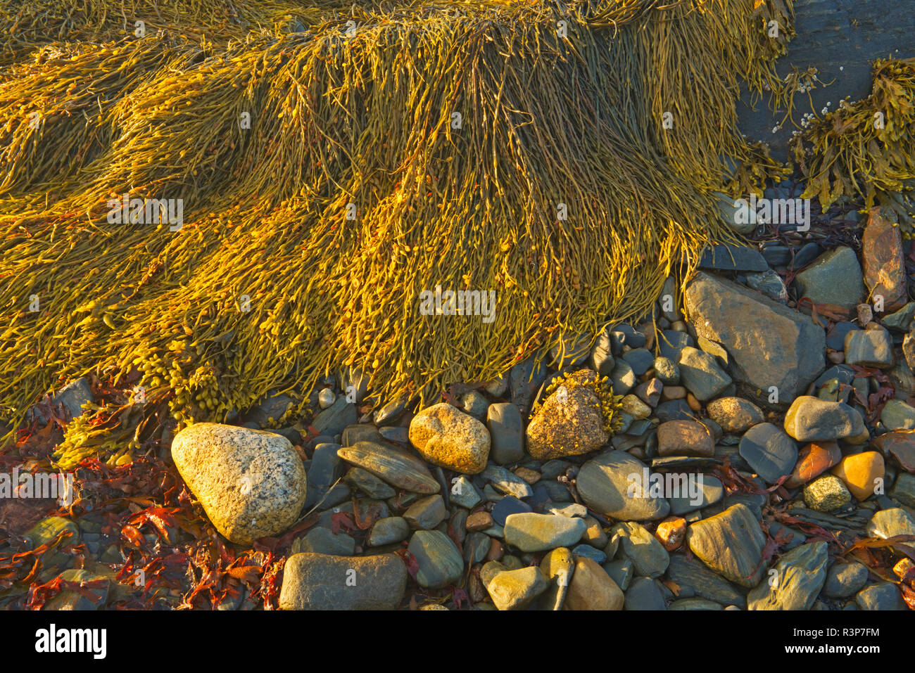 Le Canada, la Nouvelle-Écosse, Blue Rocks. Les algues et les rochers à marée basse. Banque D'Images