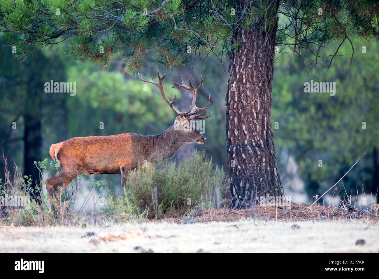 Red Deer (Cervus elaphus) mâle, Cordoue, Andalousie, Espagne Banque D'Images
