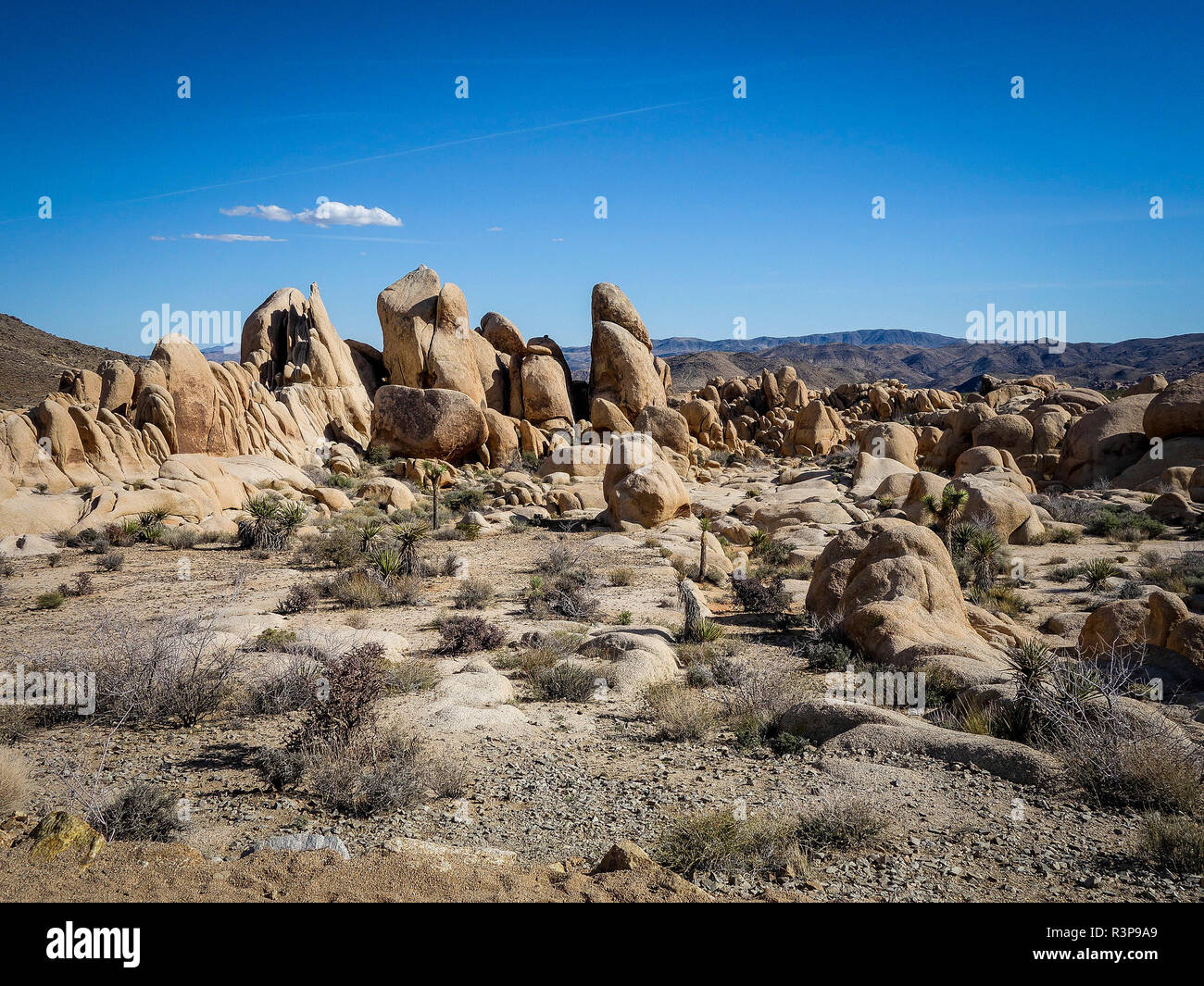 Joshua Tree National Park,usa Banque D'Images