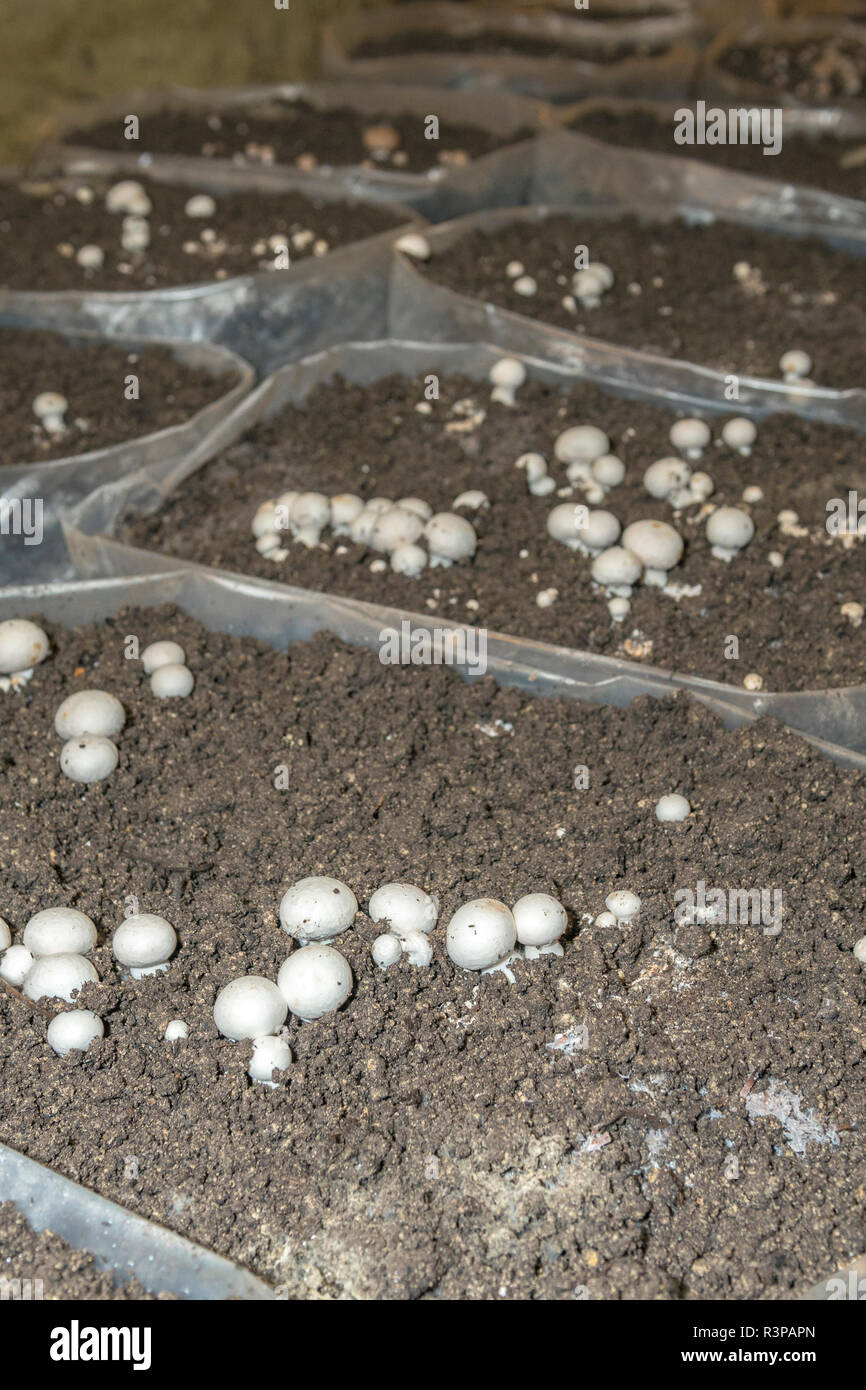 Champignons, champignons, musée de Saumur, Loire, France, Europe Banque D'Images