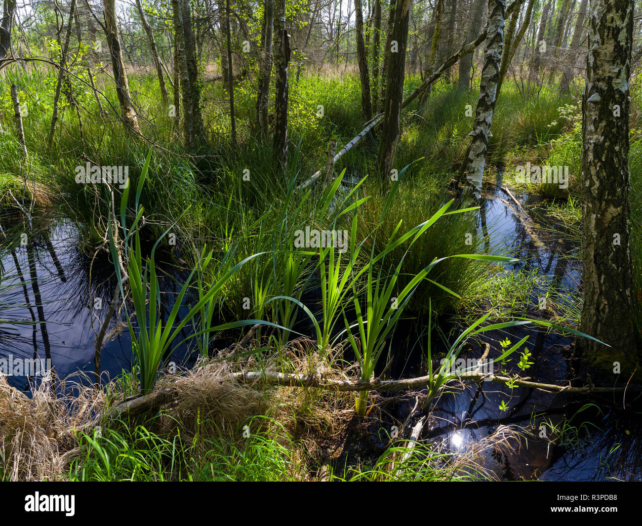 La forêt pluviale moor et à Osterwald sur la péninsule de Zingst. Lagune de West-Pomerania Banque D'Images