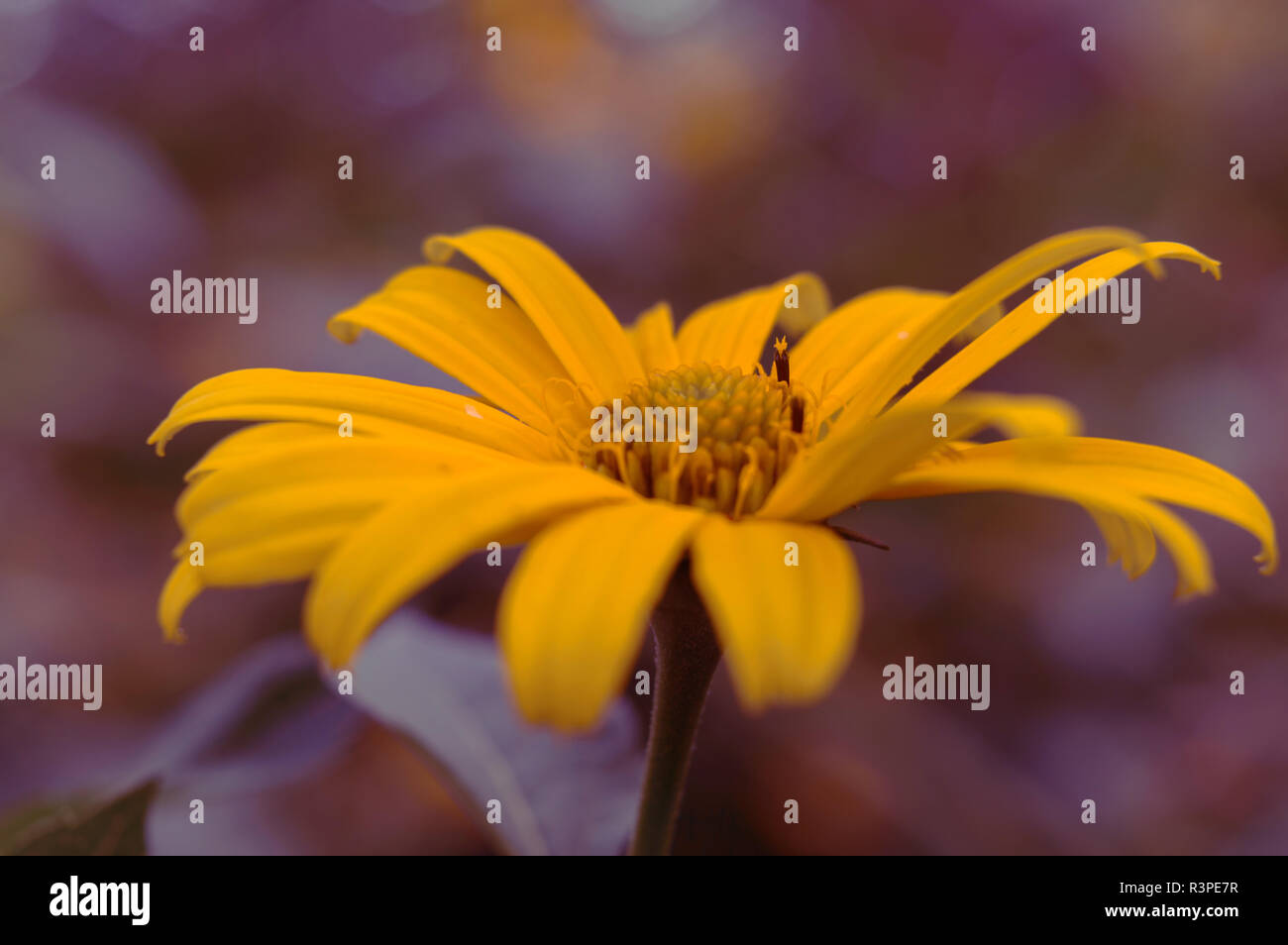 Magie des fleurs Banque D'Images