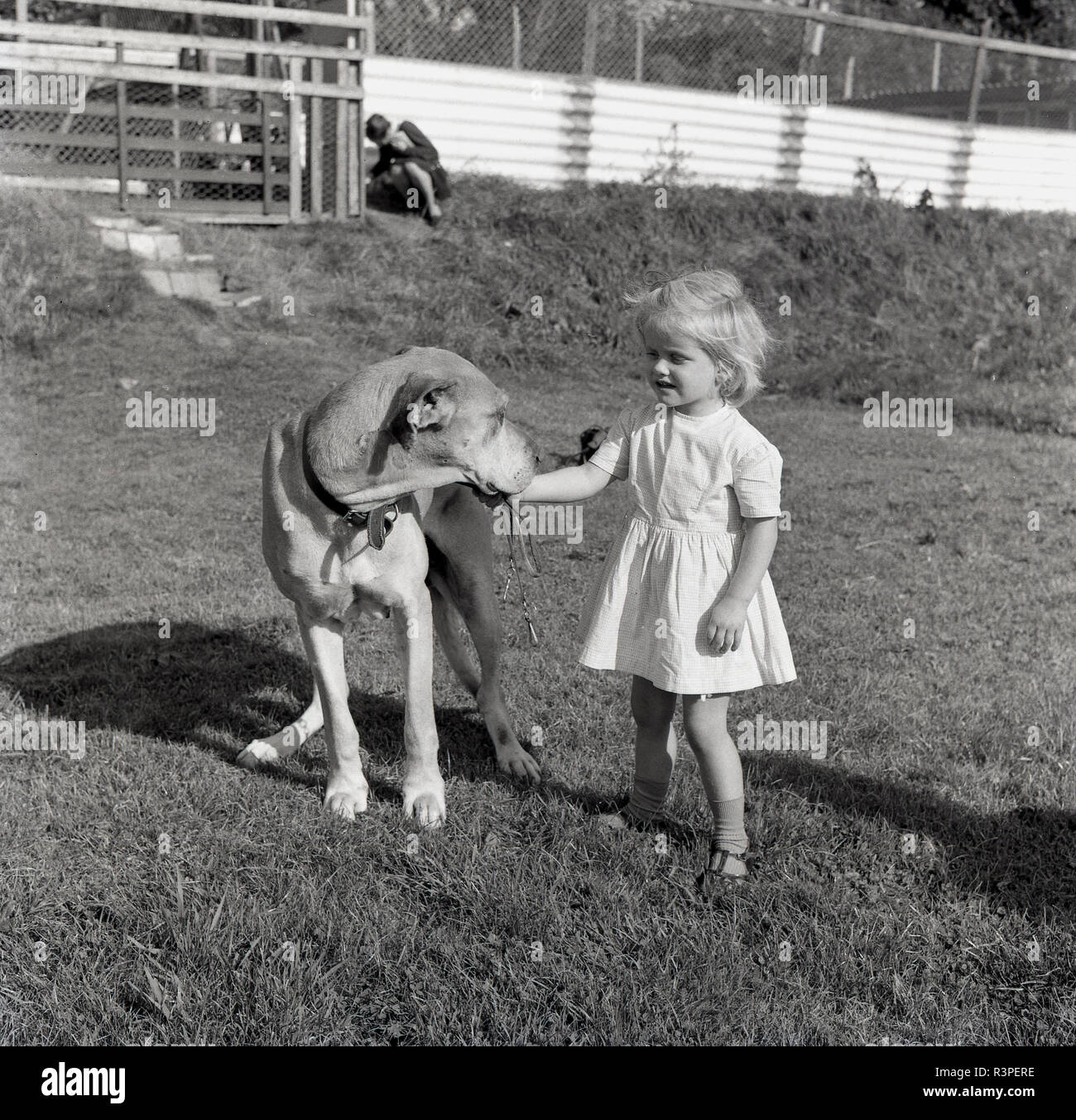 1965, historiques, à l'extérieur sur une ferme, une jeune fille avec un grand chien. Banque D'Images