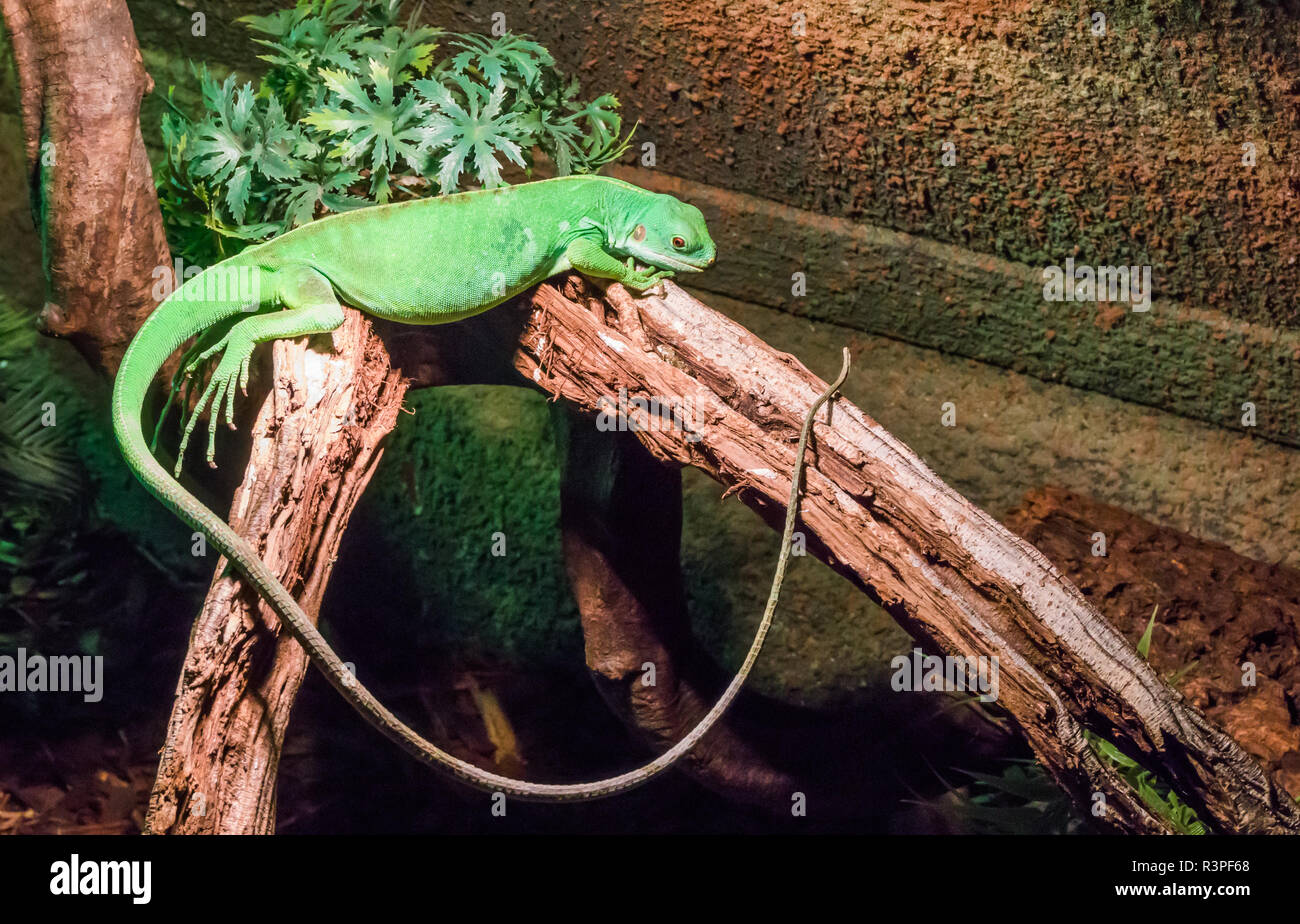 Vert vif solide iguane américain avec une très longue queue portant entre deux branches, un animal reptile tropicaux d'Amérique Banque D'Images