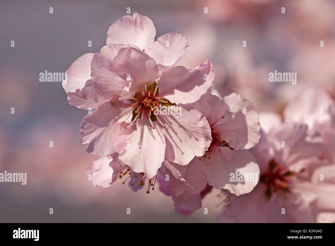 Fleurs roses et blanches de la véritable huile d'amande douce Prunus dulcis Banque D'Images