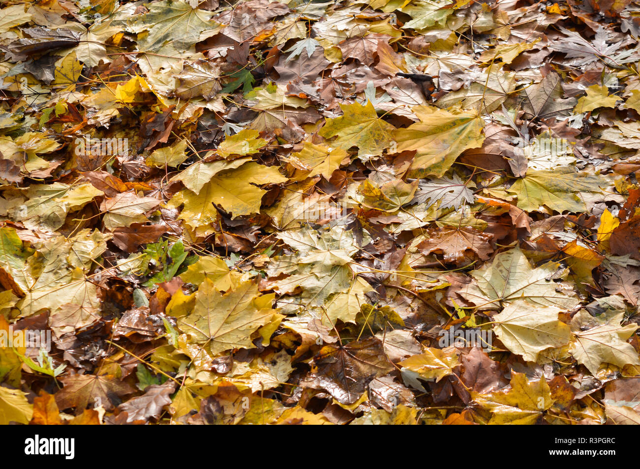 Jaune automne temps Banque D'Images