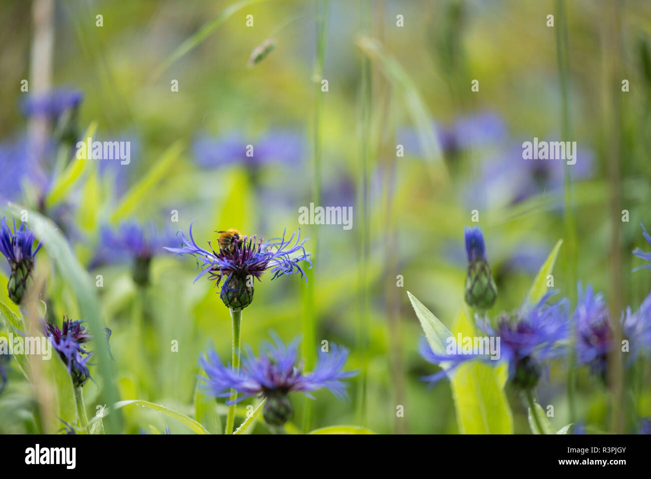 Une politique commune de Carder Bee (Bombus Pascuorum) se nourrit de bleuet (Centaurea Montana Mountain) Banque D'Images