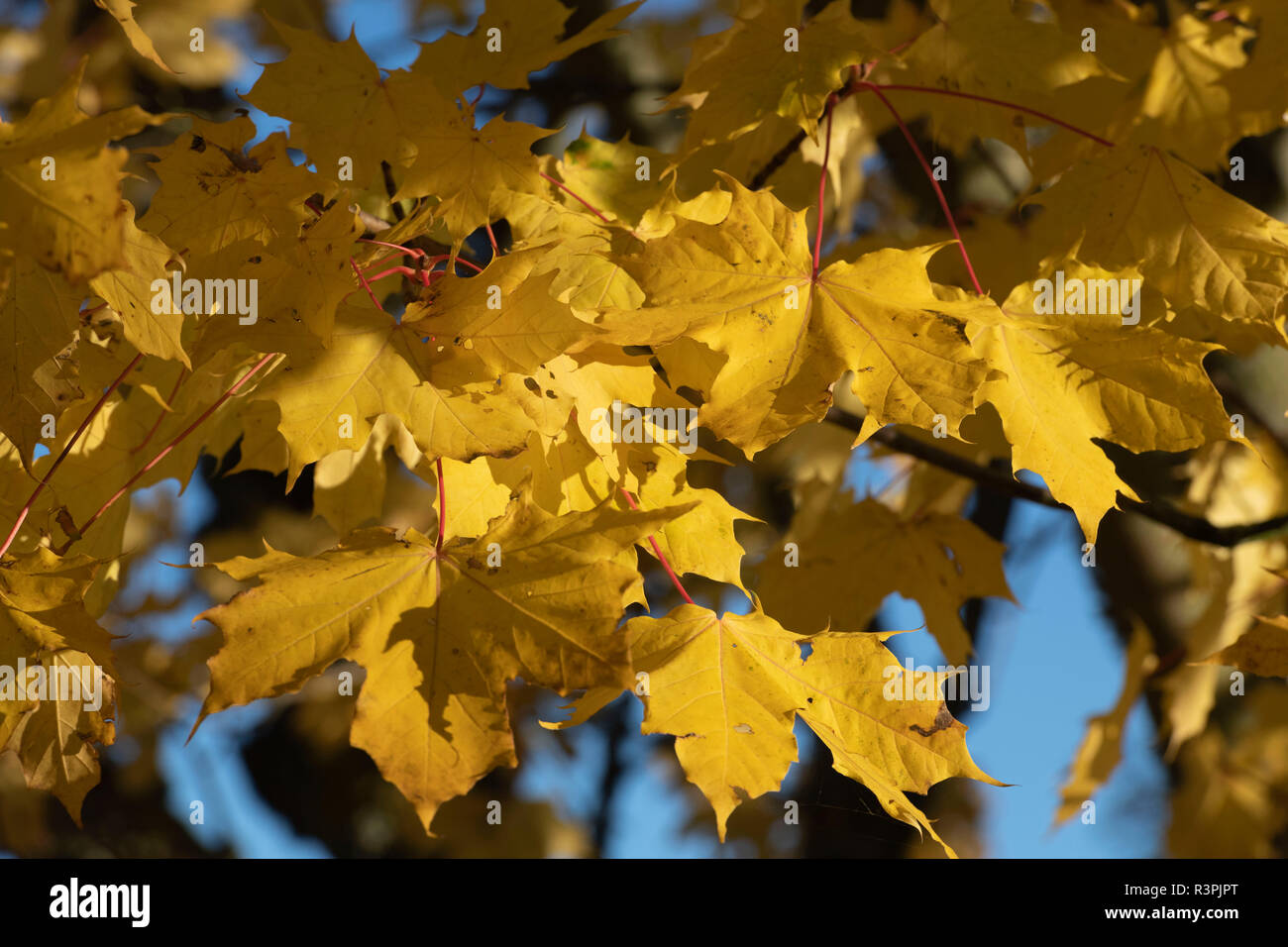 Feuilles de l'érable à sucre (Acer saccharum) jaunissent en automne Banque D'Images