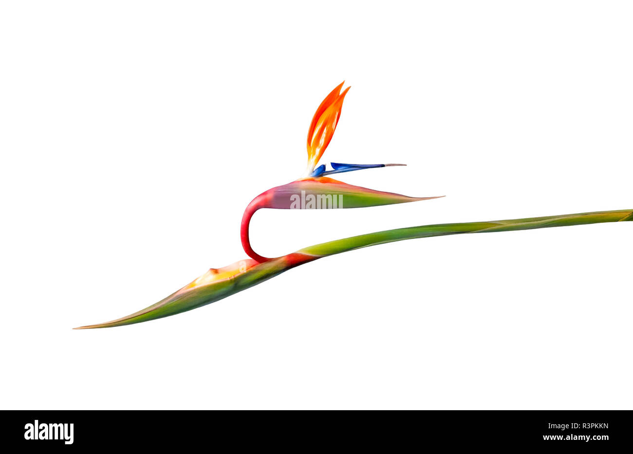 Bird of Paradise flower avec des couleurs vives et une longue tige horizontale isolé sur fond blanc Banque D'Images
