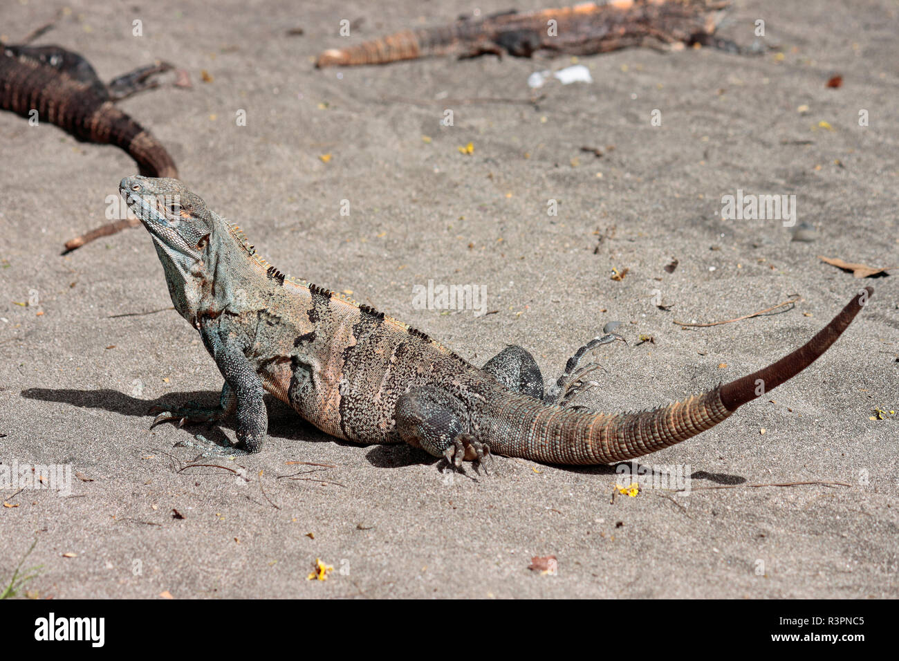 Un Ctenasaur soleil iguane lui-même sur la plage Matapalo, Guanacaste, Costa Rica Banque D'Images