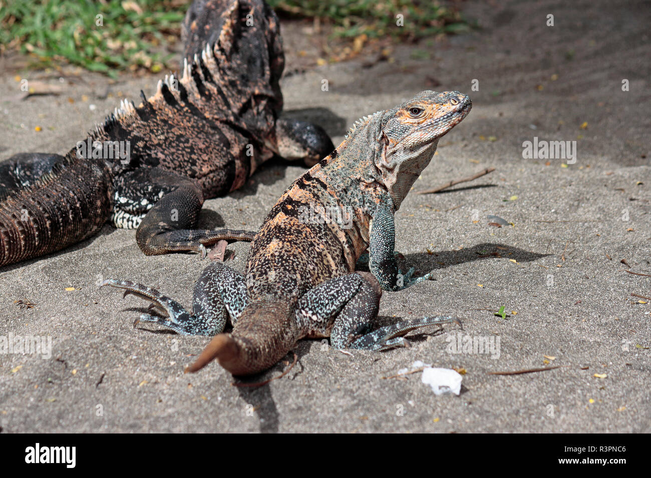 Un Ctenasaur soleil iguane lui-même sur la plage Matapalo, Guanacaste, Costa Rica Banque D'Images
