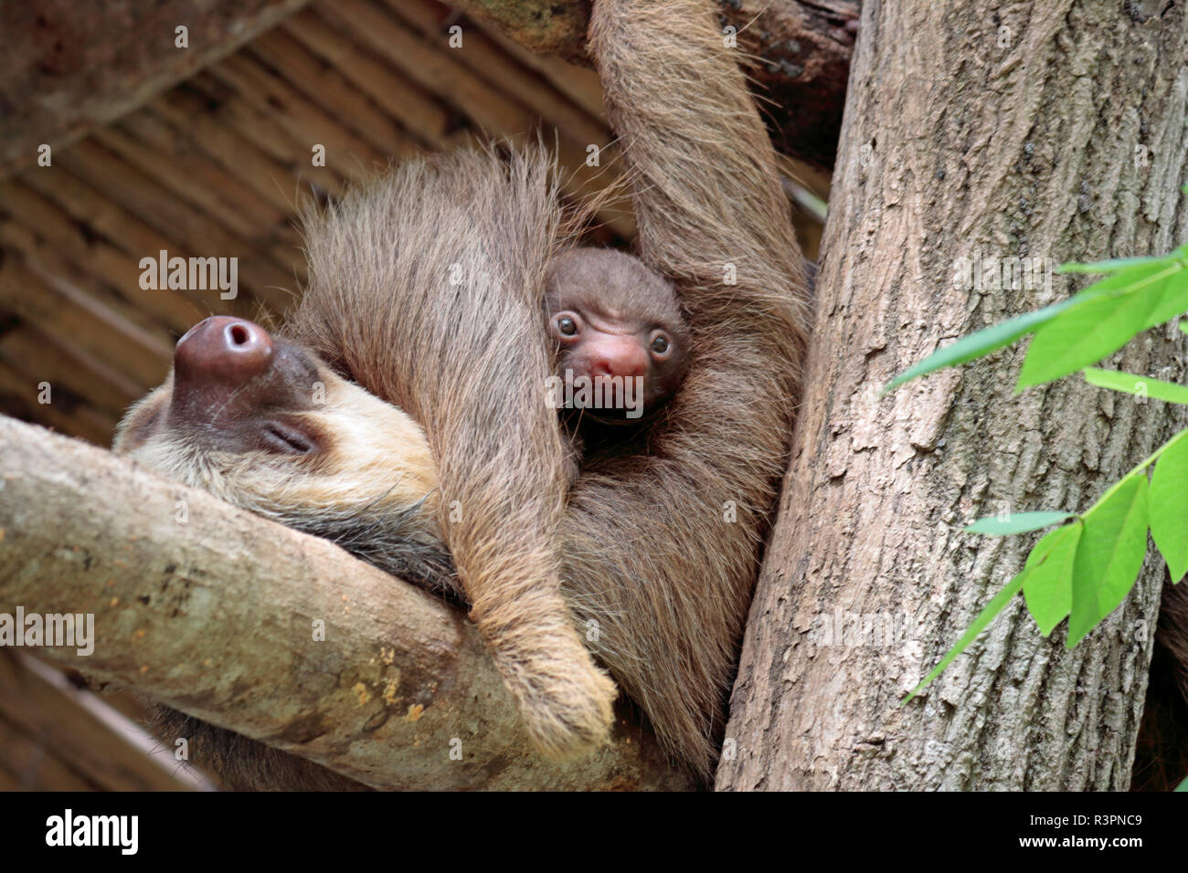 Deux doigts sloth Mia et son bébé âgé de cinq jours au Sanctuaire de faune de Diamante, Guanacaste, Costa Rica Banque D'Images