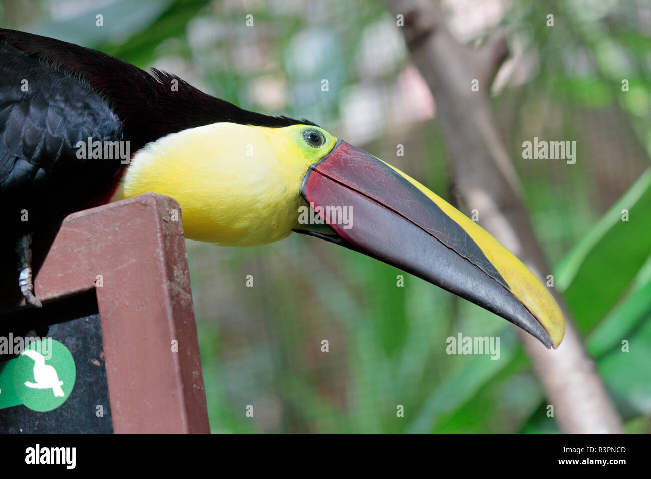 Chestnut Mandibled Toucan, Costa Rica Banque D'Images