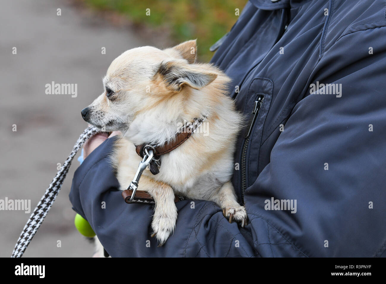 Chien chiwawa porté par son propriétaire Banque D'Images