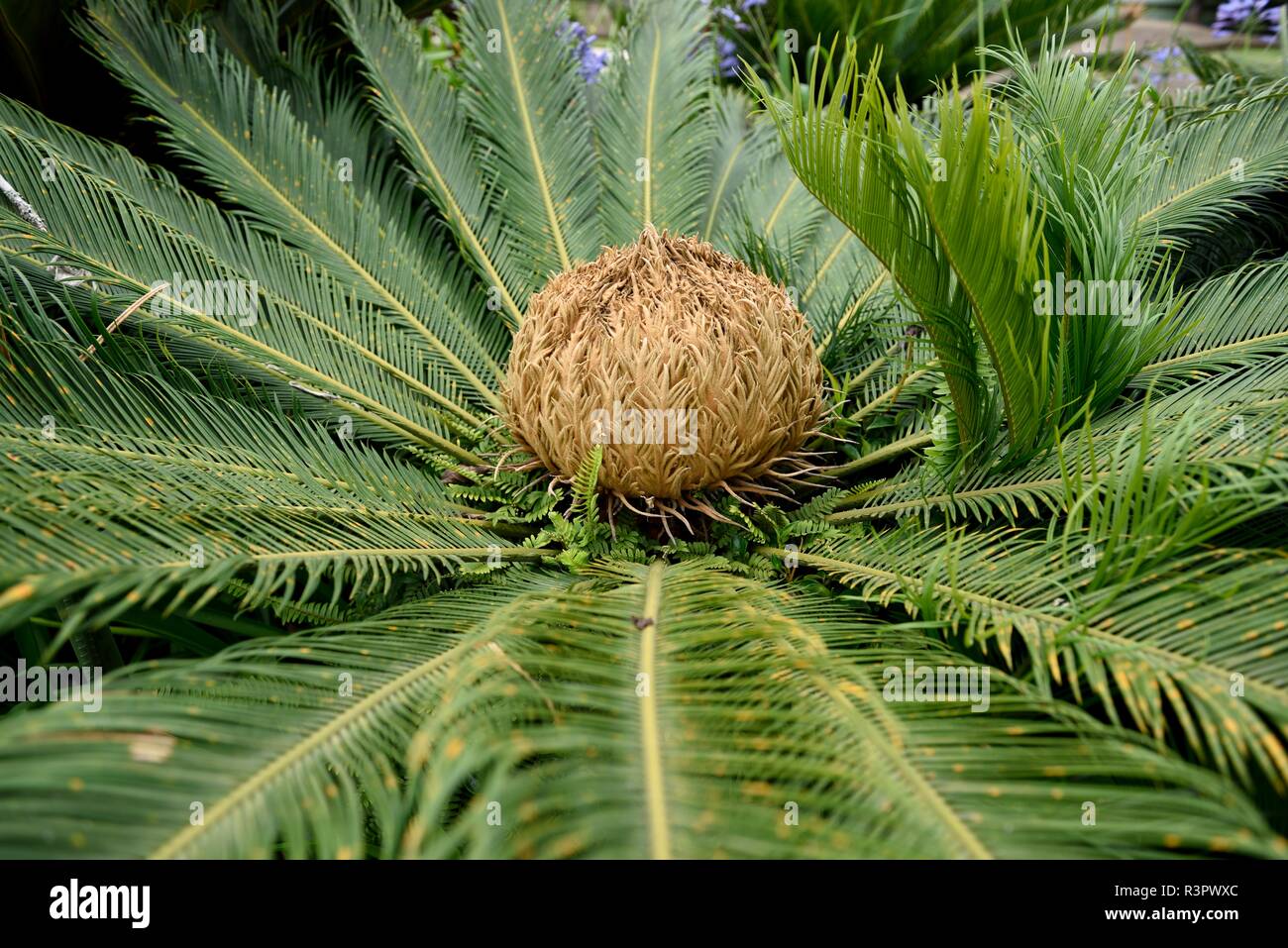 Fleur de la palmier femelle sago, Cycas Revoluta, entourée de feuillage vert foncé brillant au Costa Rica, en Amérique centrale Banque D'Images
