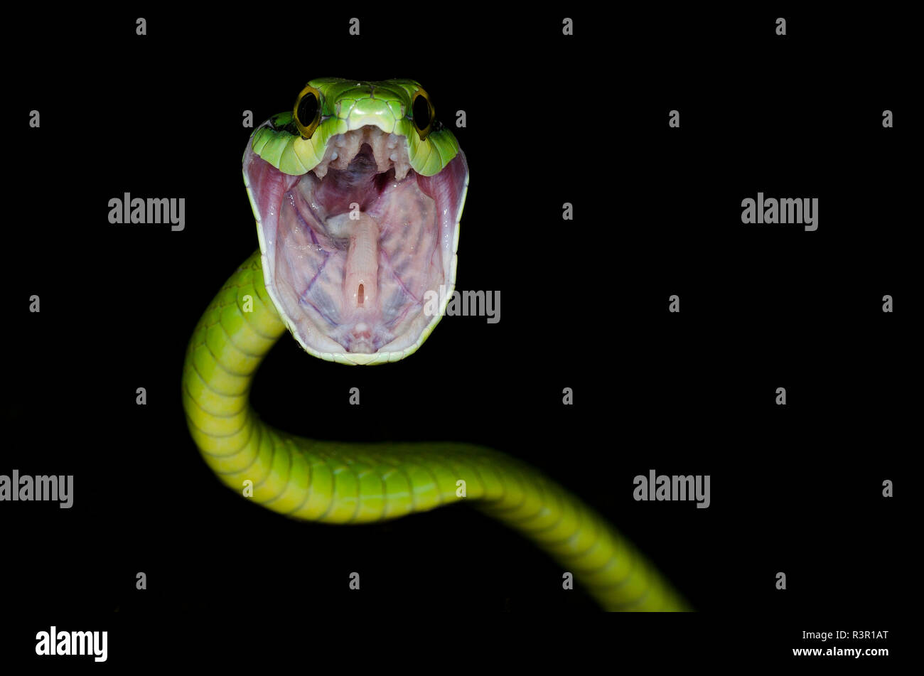 Leptophis ahaetulla Parrot (serpent) avec la bouche ouverte, le Costa Rica Banque D'Images