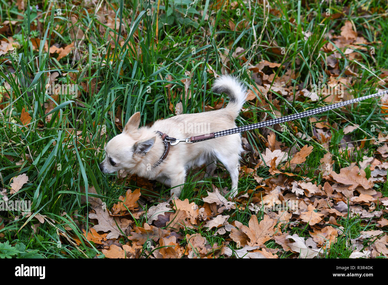 Chien chiwawa prises pour une promenade Banque D'Images