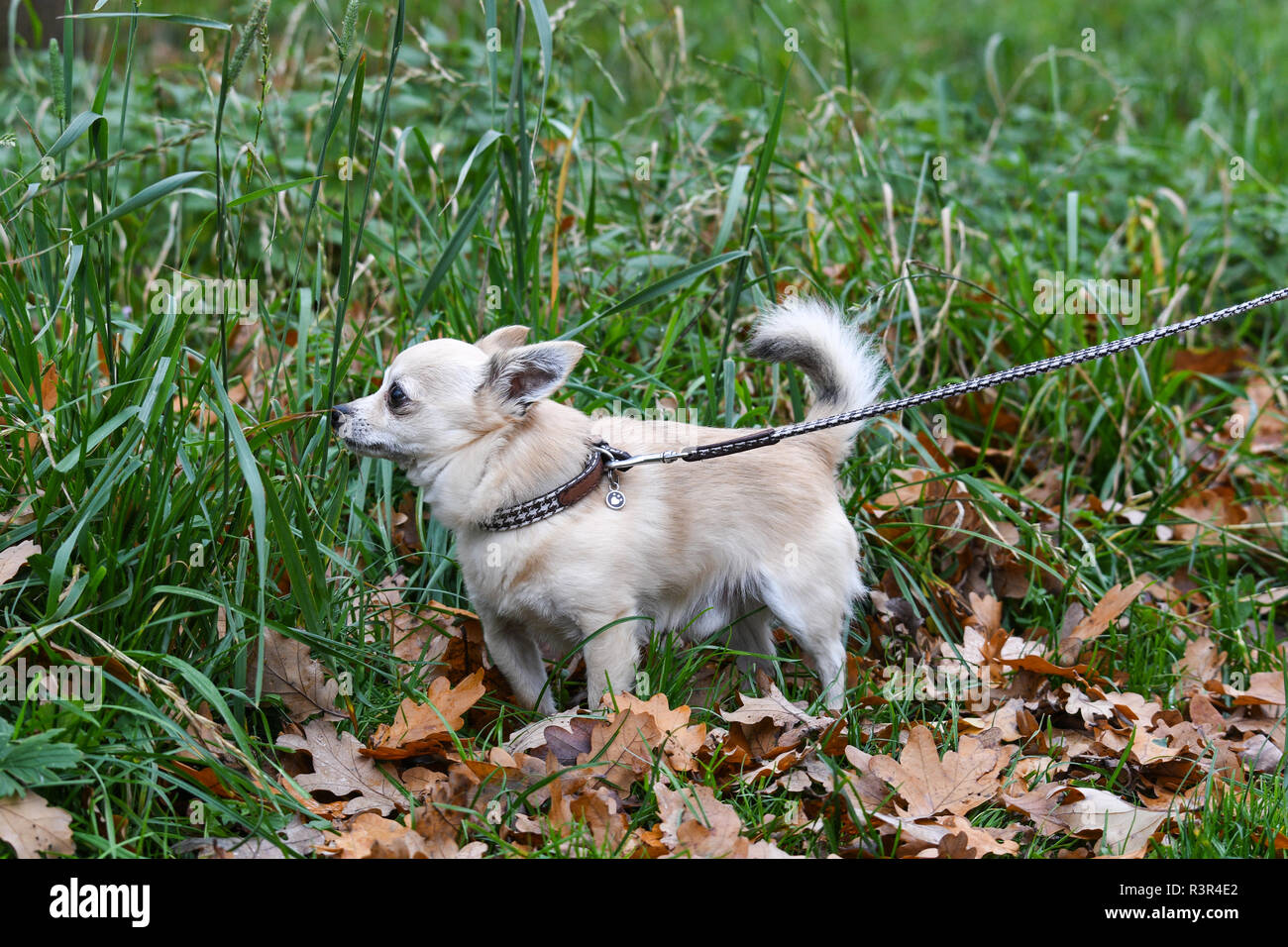 Chien chiwawa prises pour une promenade Banque D'Images