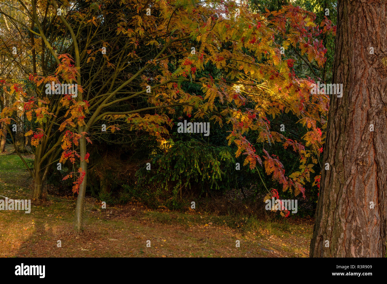Sorbus scalaris Le Heather Gardens London Surrey England UK Banque D'Images
