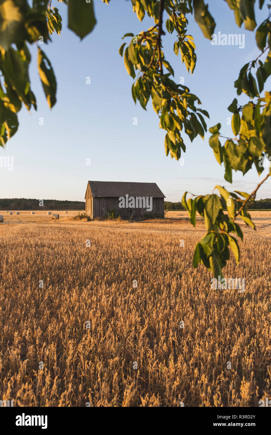 Grange sur un champ à harvesttime Banque D'Images