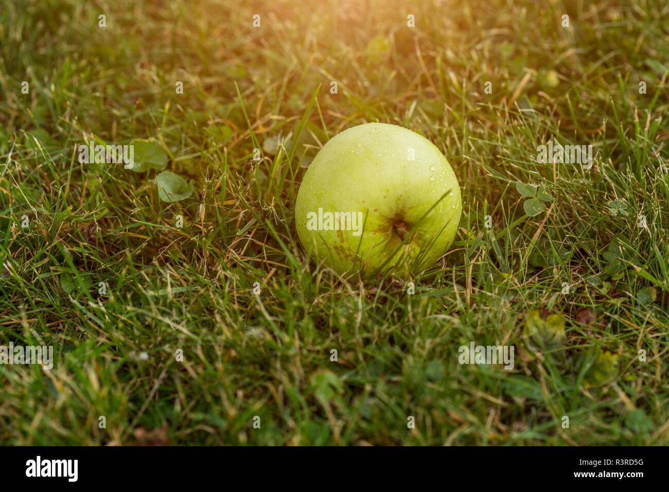 Apple on meadow Banque D'Images