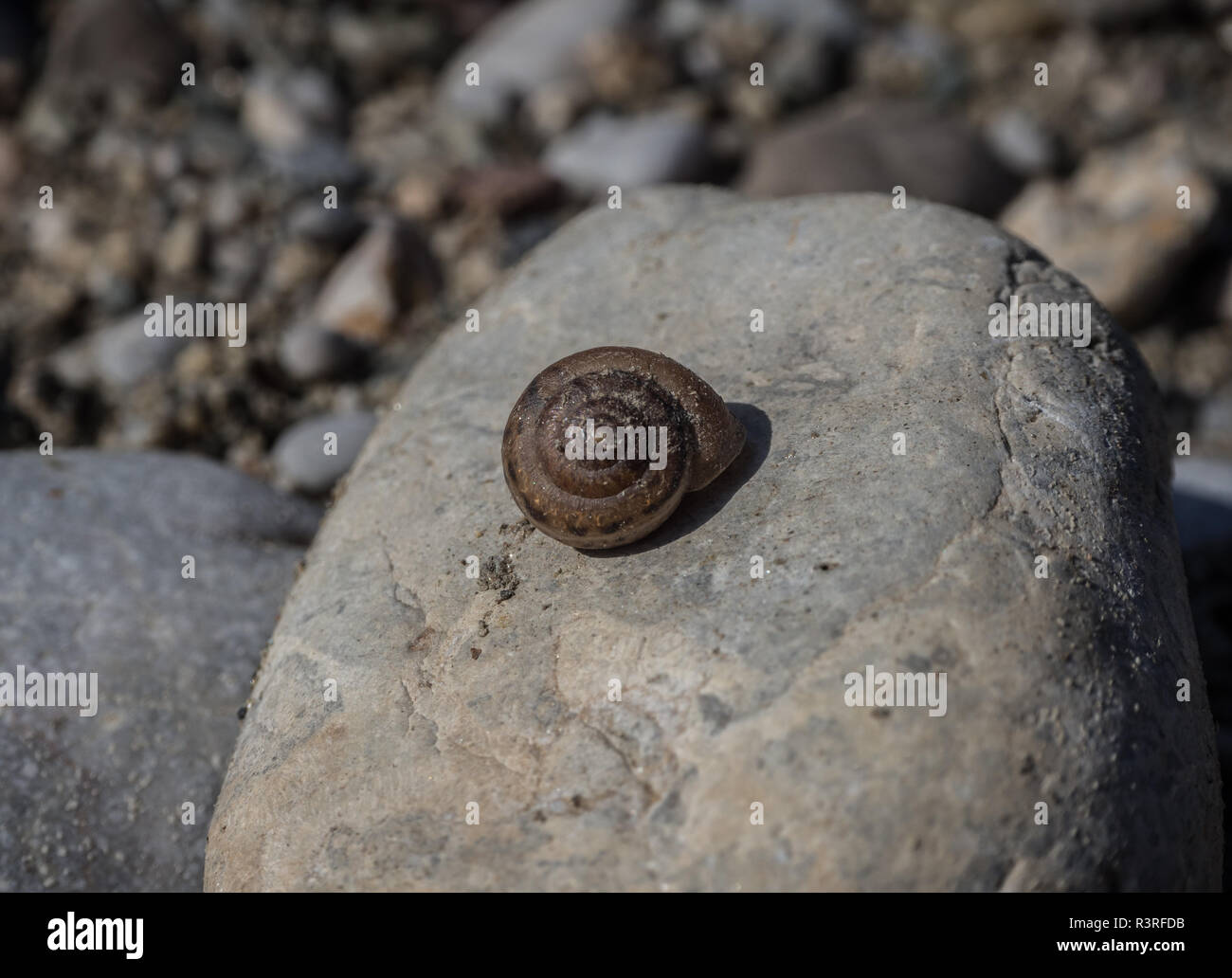 Coquille d'escargot sur pierre Banque D'Images