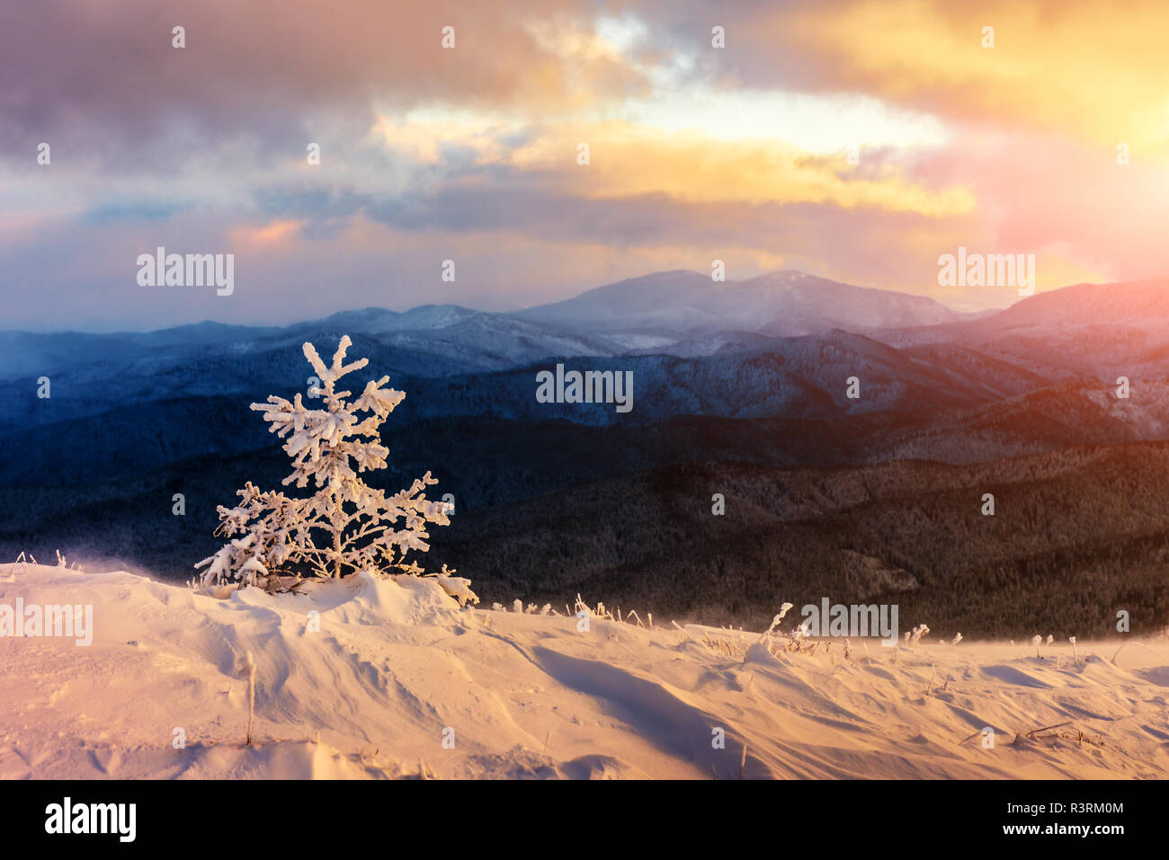 Orange fantastique paysage d'hiver dans les montagnes de neige par la lumière du soleil rougeoyant. Scène hivernale spectaculaire avec des arbres enneigés. Concept de vacances de Noël. Banque D'Images