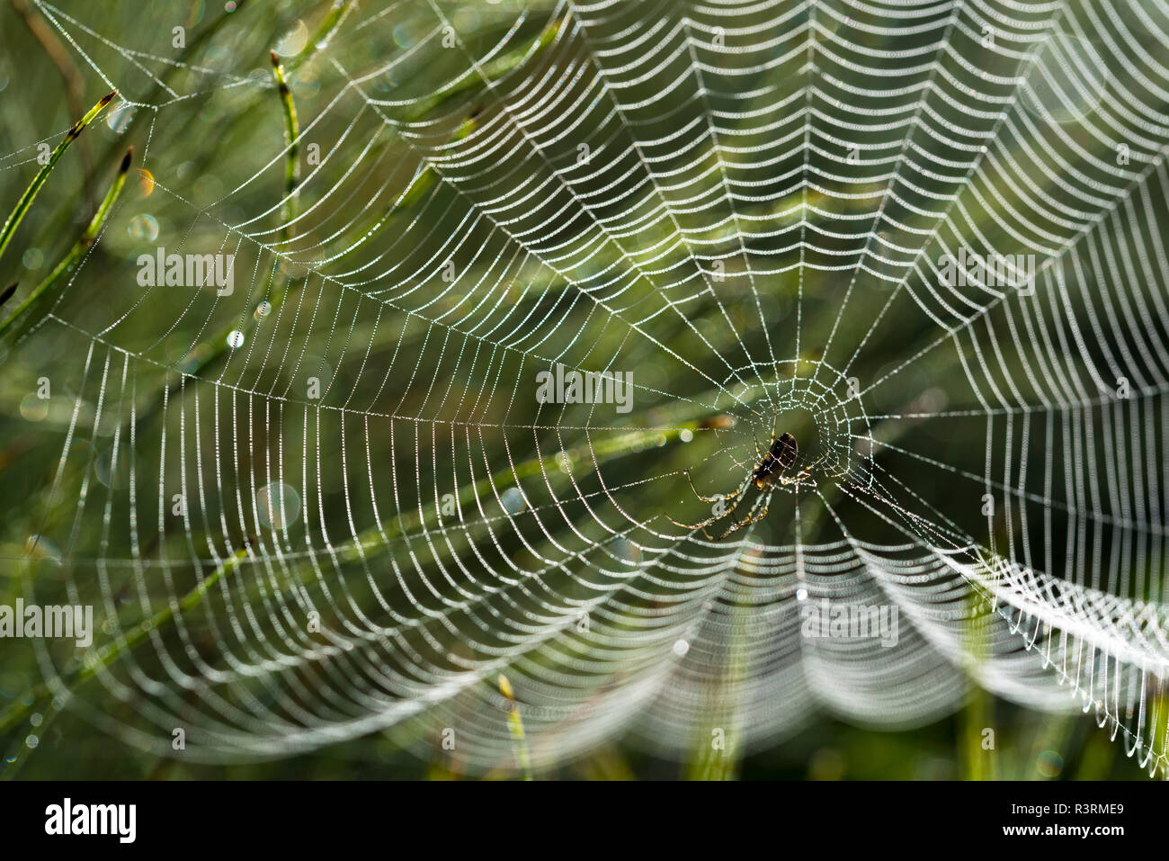 Spider web avec des gouttes de rosée sur une prairie le matin lumière arrière, jardin araignée Araneus diadematus (croix), sélectionnée focus, réduire la profondeur de champ Banque D'Images