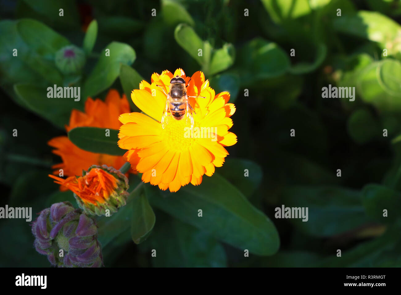 Fouille d'une abeille sur une fleur jaune, une fleur avec une abeille dans le jardin d'été Banque D'Images