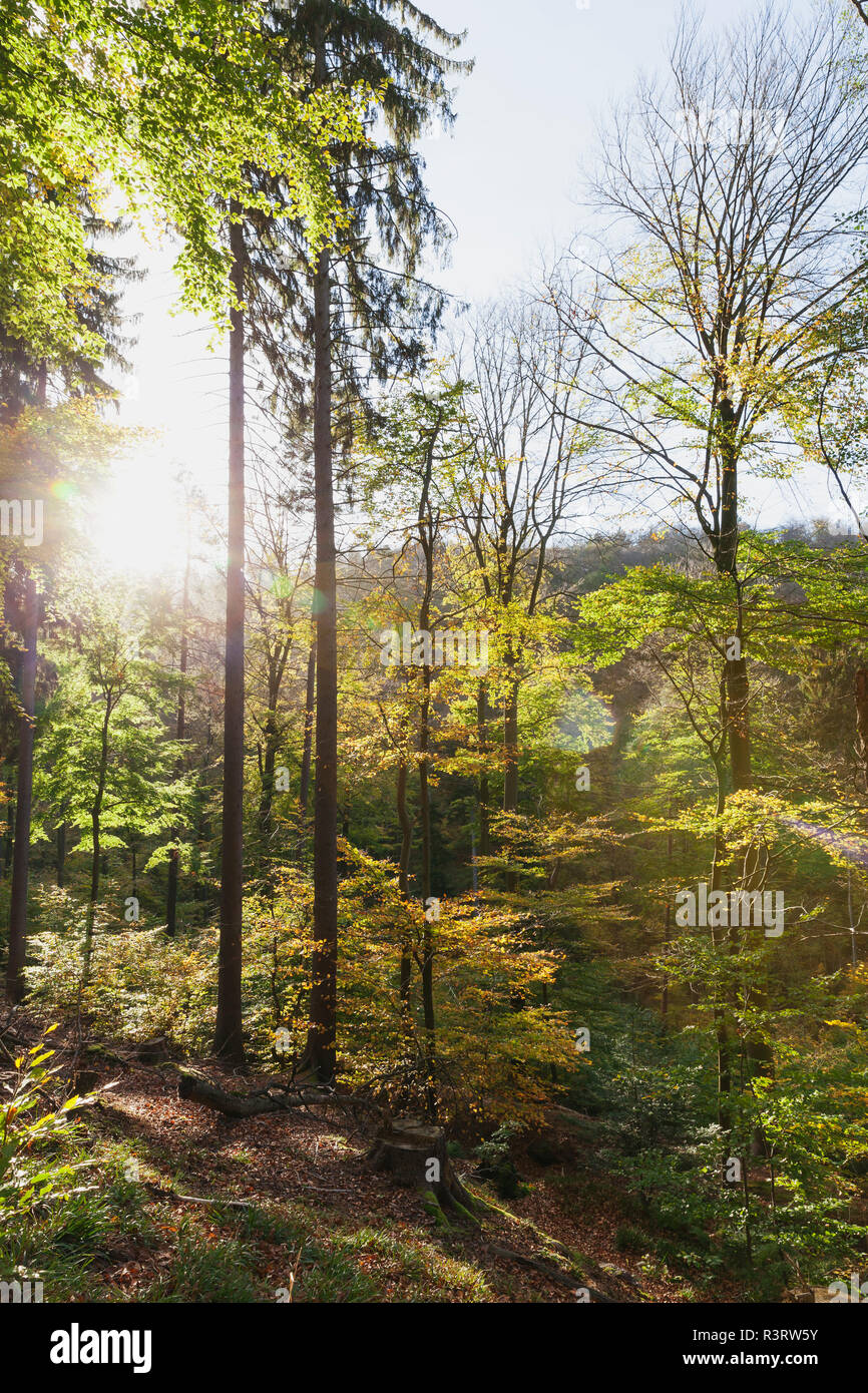 Allemagne, Rhénanie-Palatinat, Pfalz, Parc Naturel de la Forêt du Palatinat en automne, les hêtres Banque D'Images