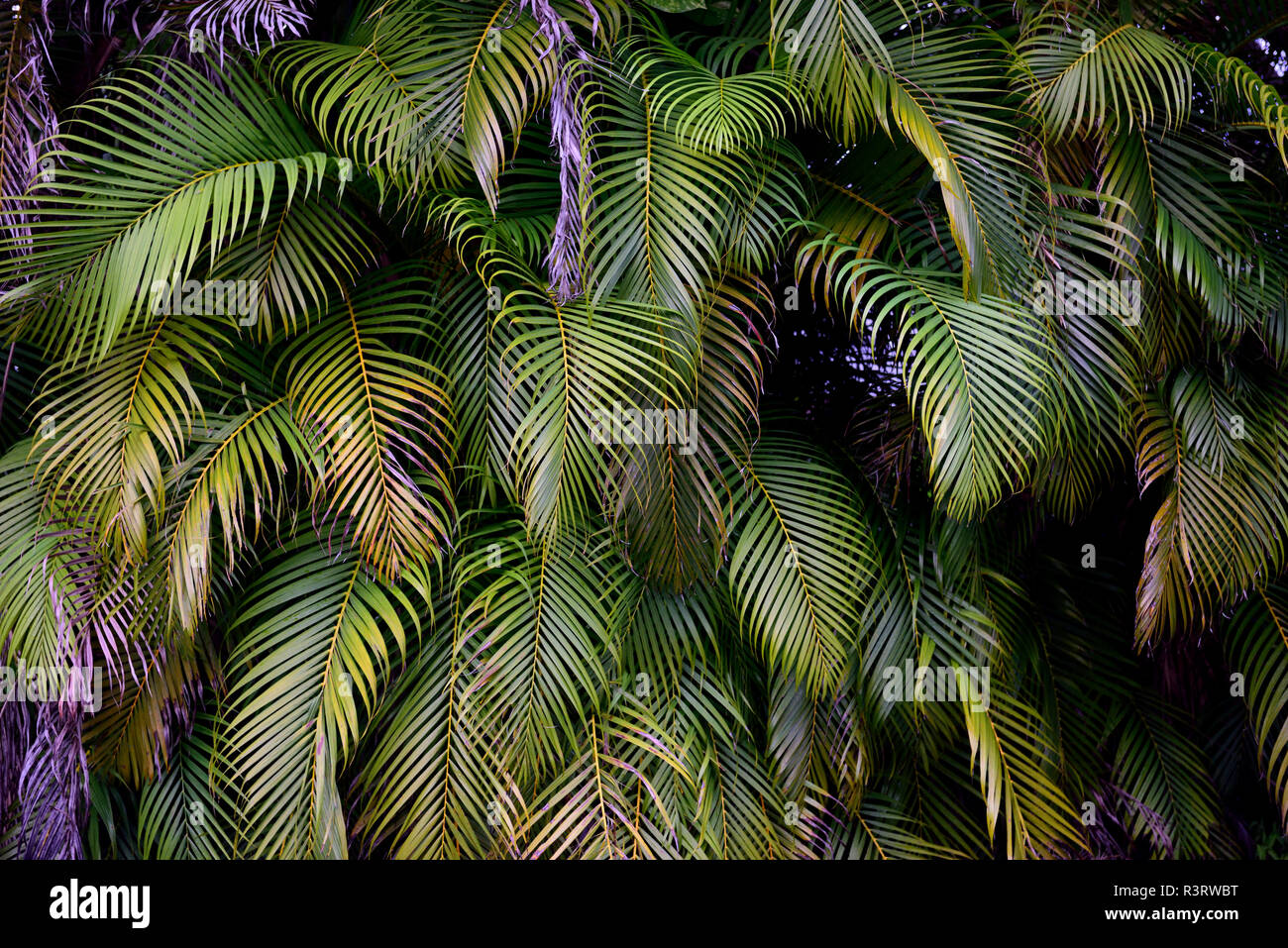 Mur luxuriant de feuilles vertes tropicales de palmier aux formes et textures exotiques dans le sud de la Floride, États-Unis Banque D'Images