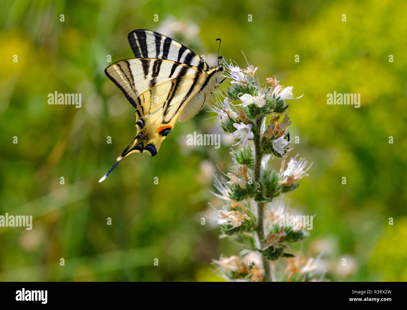 L'Albanie, de la rareté, swallowtail Iphiclides podalirius, sur photo Banque D'Images