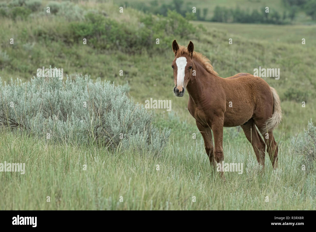 Trois mois Feral (sauvage) Horse Foal (Helios - Colt), Parc National Theodore Roosevelt Banque D'Images