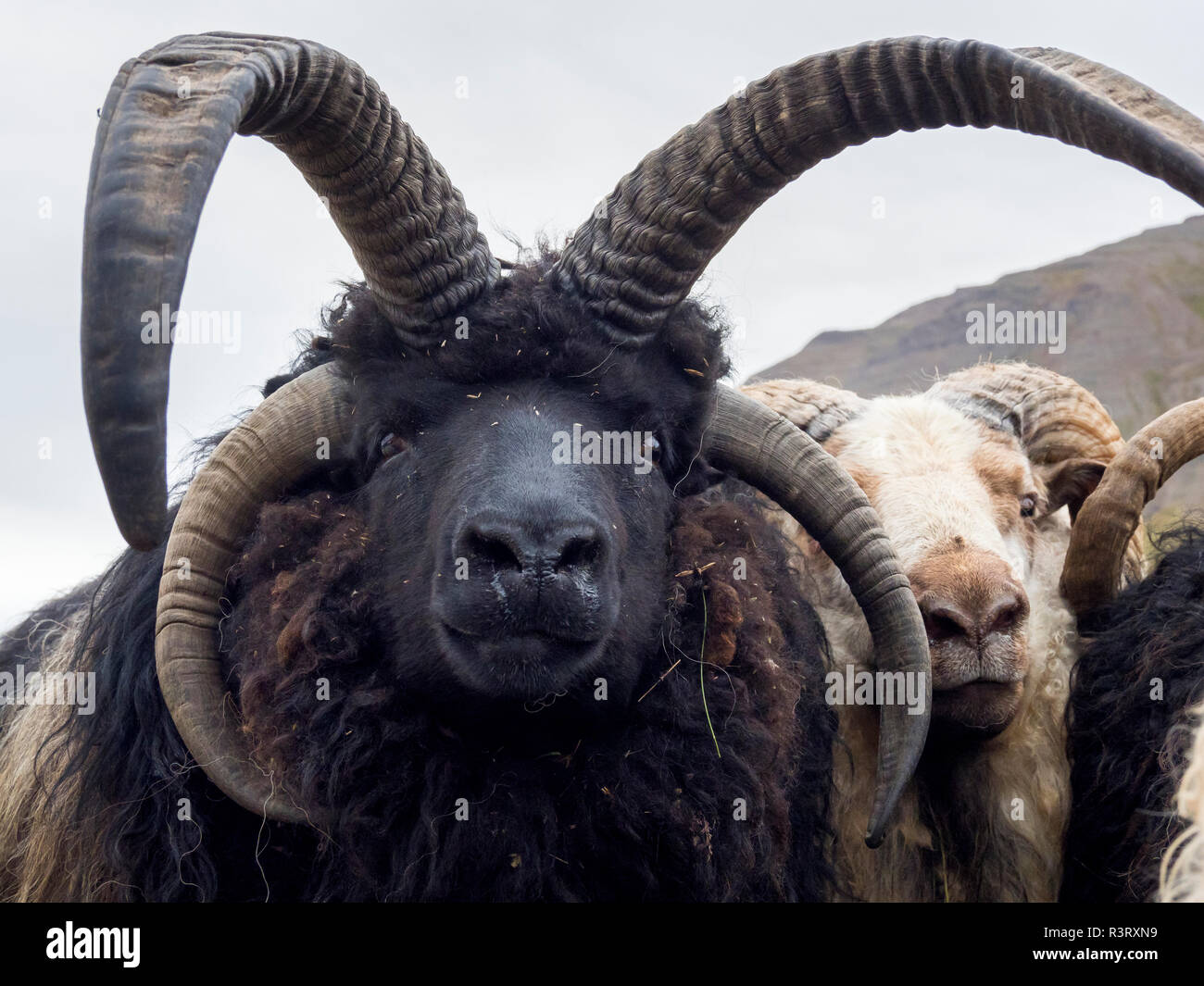 Célèbre pour horned rams. Séparation des moutons après avoir été poussés vers le bas à partir de la les hauts pâturages, Olafsjordur dans le nord de l'Islande. Banque D'Images