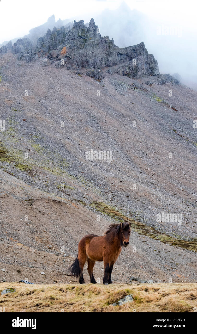 Parc national du Vatnajökull. Cheval islandais. Banque D'Images