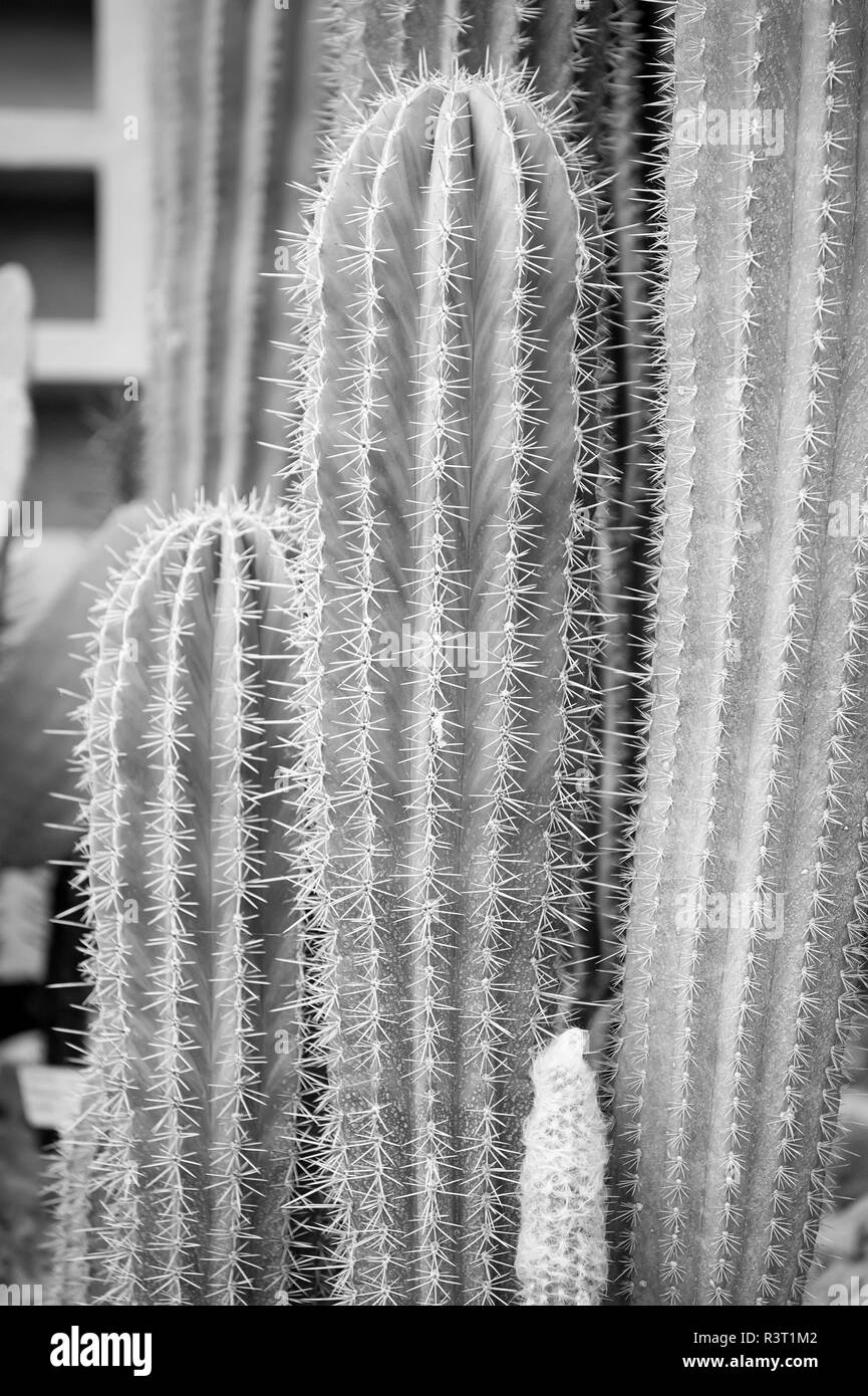 Fleur de cactus de grands longue plante verte avec des épines piquantes comme arrière-plan naturel Banque D'Images