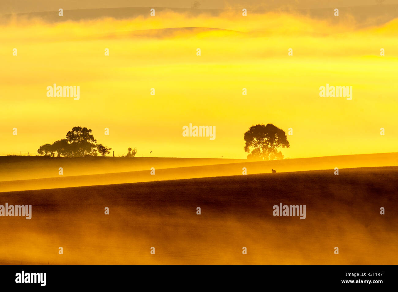 Lever du soleil et du brouillard un kangourou et d'un arbre. Tout à fait vraiment magique Banque D'Images