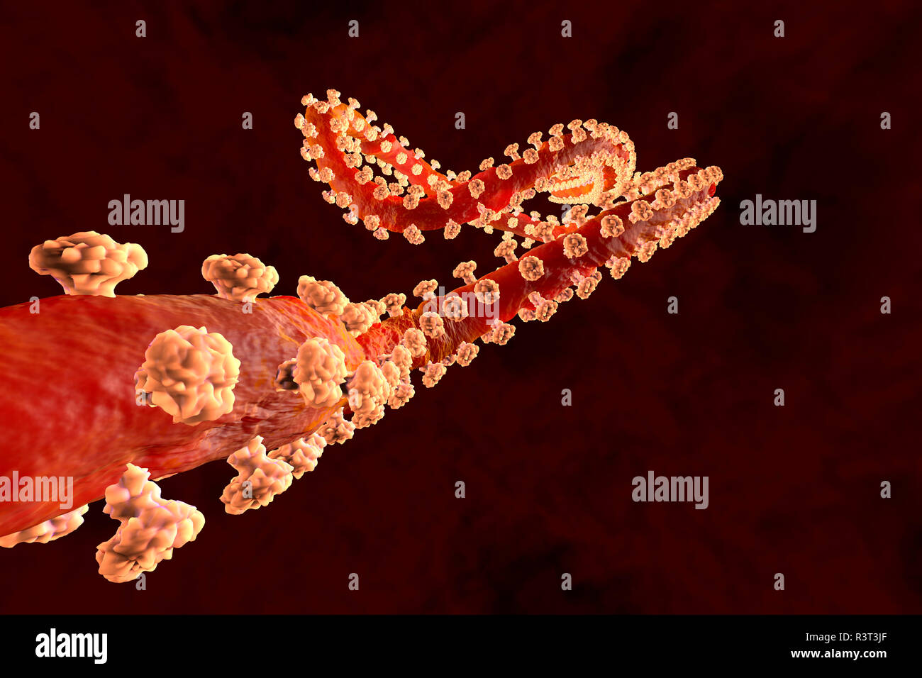 Rendu 3D illustration d'un virus Ebola Banque D'Images